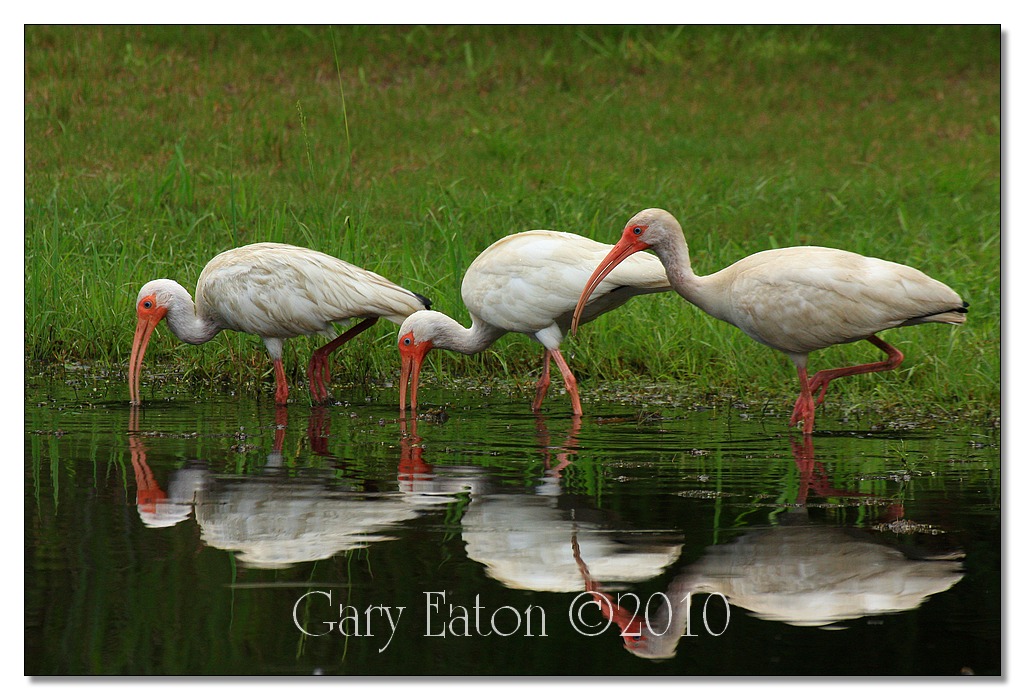 IMAGE: http://4.bp.blogspot.com/_rSR7KcWAKvs/TFiLQRhkv1I/AAAAAAAAFBs/kVA9mCzUQH8/s1600/IMG_3040_16x24.jpg