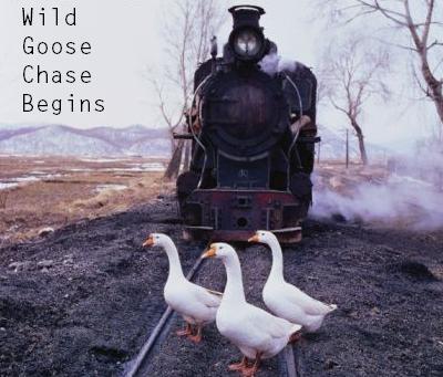Wild Goose Chase Begins...