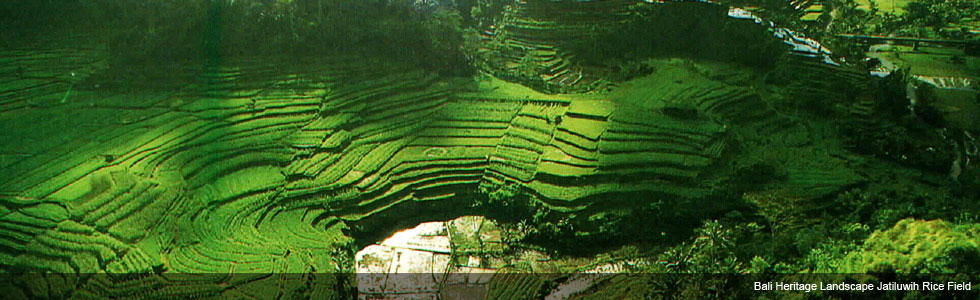 A Beautiful Rice Field in Bali