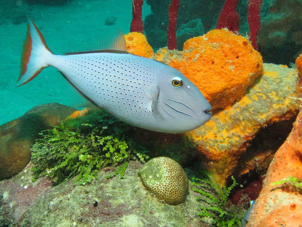 images of sargassum trigger