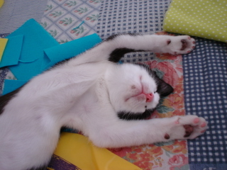 [peixinho_gato.jpg]