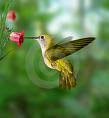 los vuelos del colibri