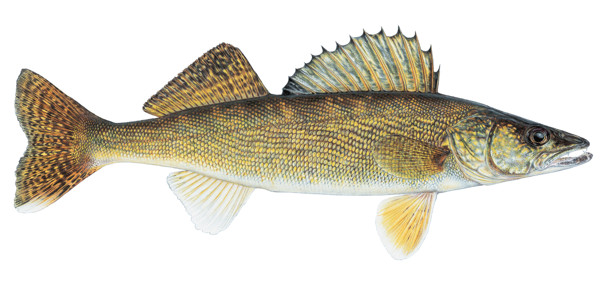 walleye fish pictures