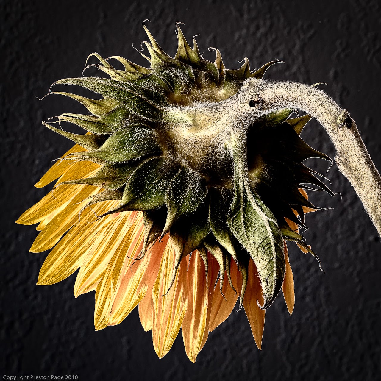 Scenes of St. Louis Dying Sunflower 1, Color Solarization