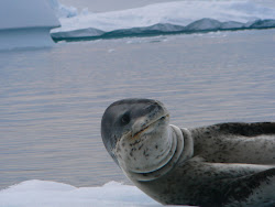 Disarming but Sinister Leopard Seal outside Yalour Islands