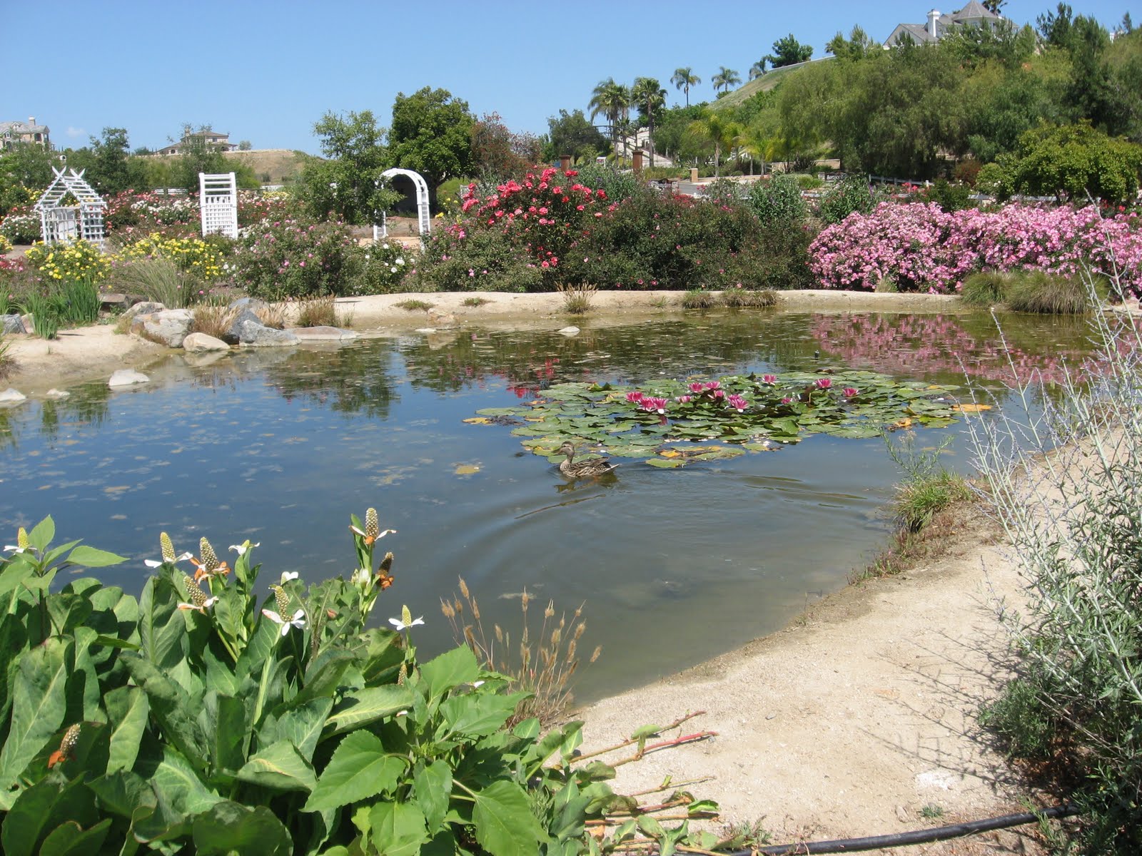 Daily Temecula Off the Beaten Path Temecula's Rose Haven Heritage Garden