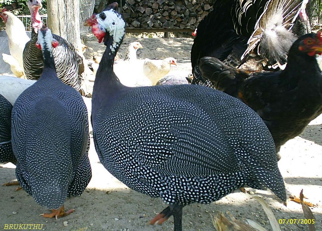 da galinha de angola angola por contos do adormecer numa certa manhã da galinha de angola angola por contos do adormecer numa certa manhã