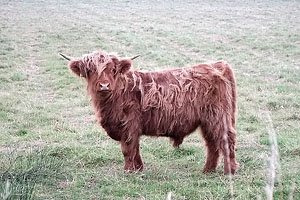 [highlandcow.jpg]