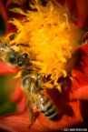 [bees.jpg]