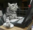 [catoncomputer.jpg]