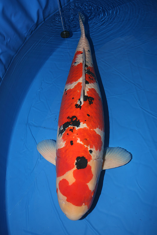 [Sanke+ZNA+gc+2008.jpg]