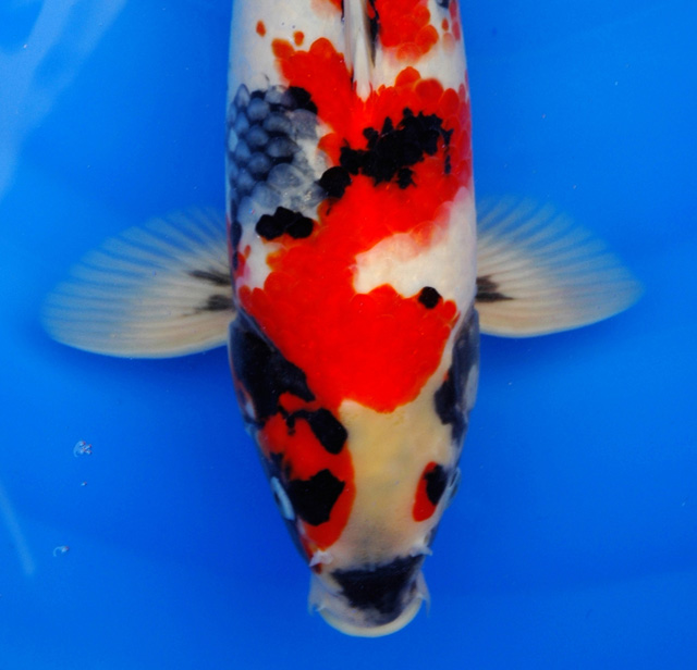 [Showa11Uitsnit3.jpg]