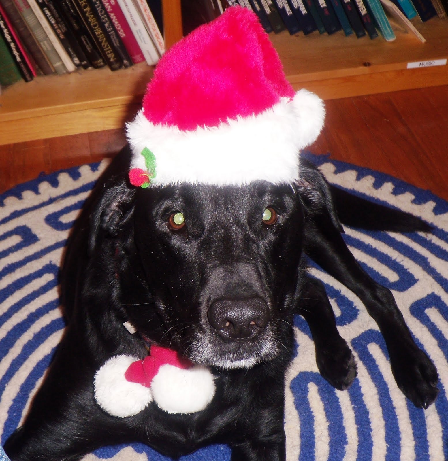 [c+vadidas+christmas.JPG]