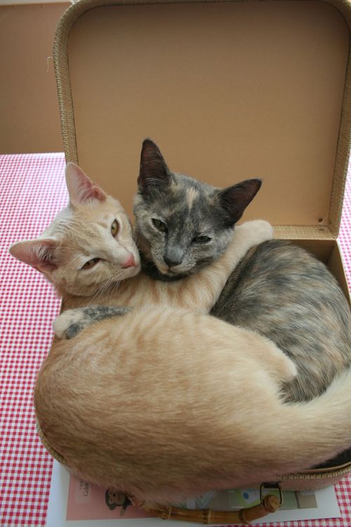 [huggingcats.jpg]