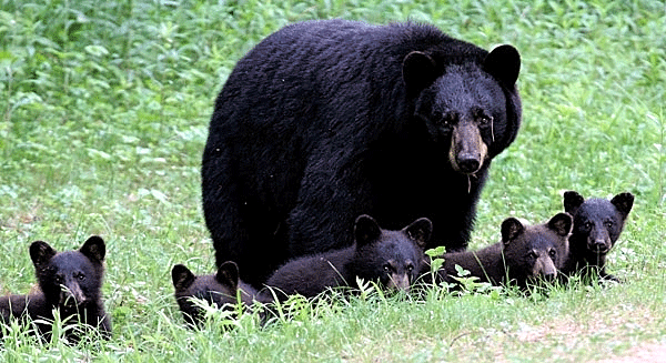 [New+H+baby+bears.gif]