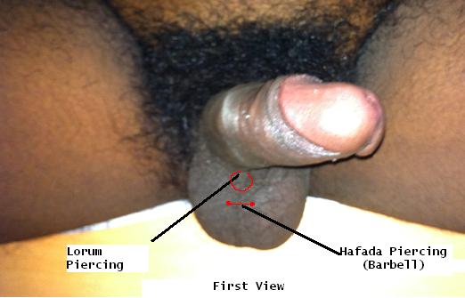 pictures of penis piercing. video of penis piercing.