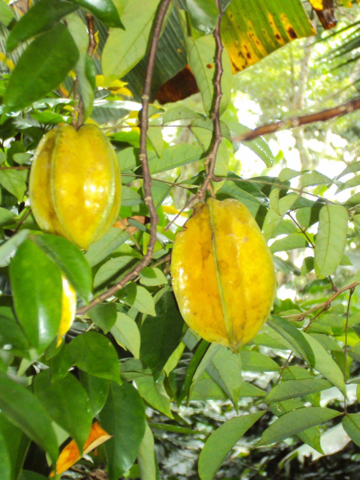 Las Frutas de Paraíso Starfruit