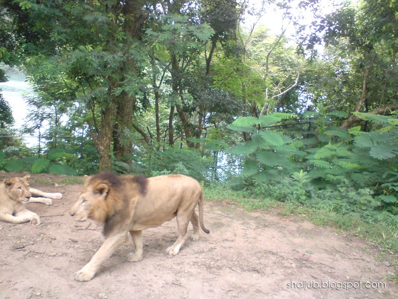 Lion Safari Park