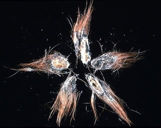 Dermatophilosis In Cattle