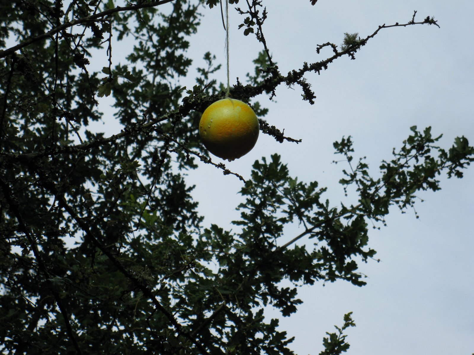 [IMG_7296.JPG]