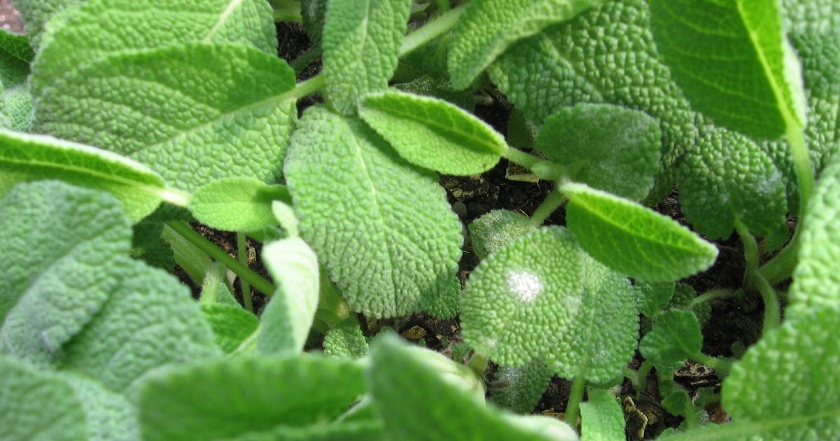 Porcini Chronicles Powdery Mildew on my Sage A Home Remedy