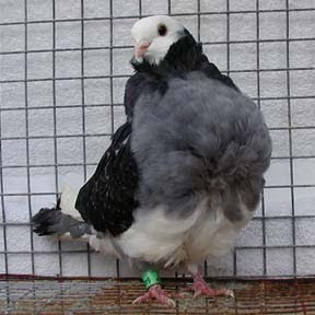 Chinese Owl Pigeon