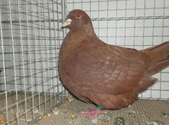 King Pigeon Pictures ~ ENCYCLOPEDIA OF PIGEON BREEDS