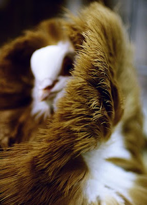 Jacobin Pigeon