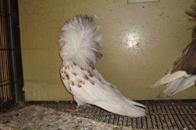 Jacobin Pigeon