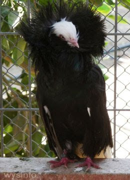 Jacobin Pigeon