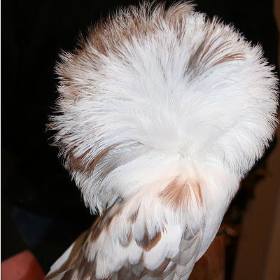 Jacobin Pigeon