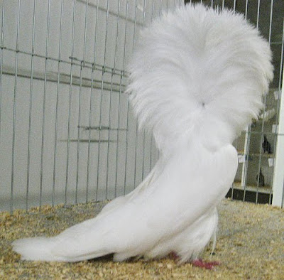 Jacobin Pigeon