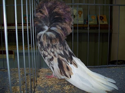 Jacobin Pigeon