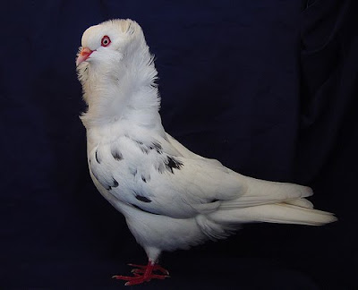 Old Dutch Capuchine Pigeon