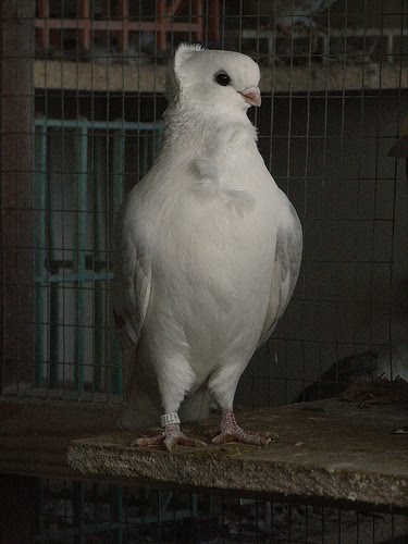 Doves For Sale >> Old German Owl Pigeon Pictures ~ ENCYCLOPEDIA OF PIGEON BREEDS Doves For Sale >> Old German Owl Pigeon Pictures ~ ENCYCLOPEDIA OF PIGEON BREEDS