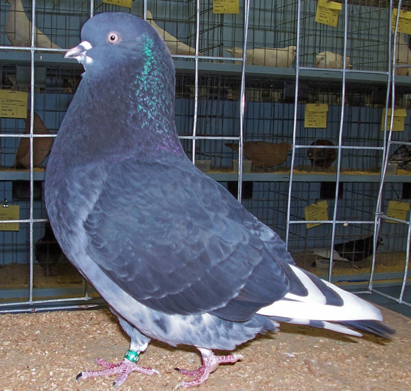 Birmingham Roller Pigeon Pictures ENCYCLOPEDIA OF PIGEON BREEDS