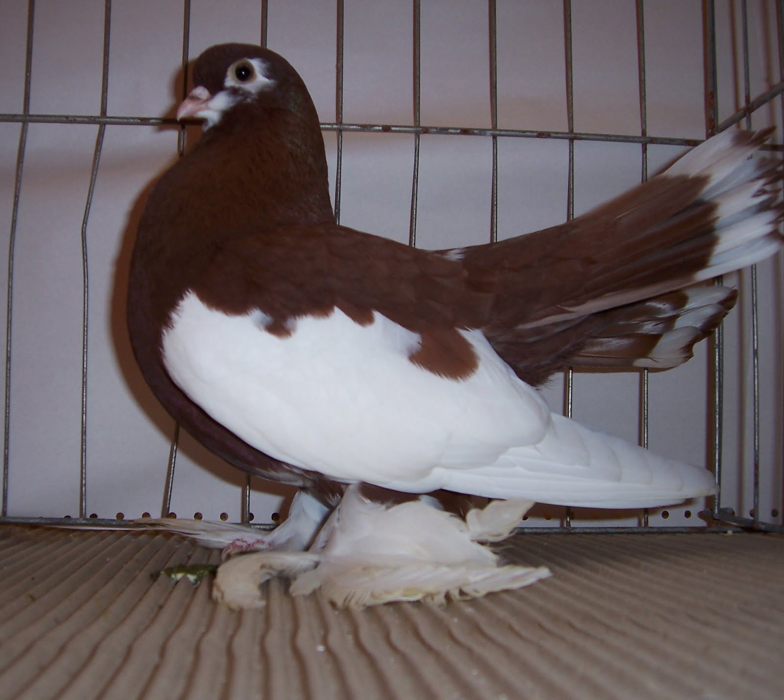 Syrian Fantail Pigeon Pictures ~ ENCYCLOPEDIA OF PIGEON BREEDS