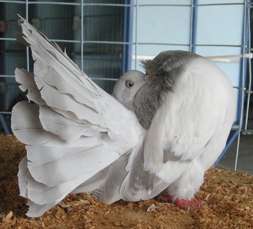 Indian Fantail Pigeons Pictures ~ ENCYCLOPEDIA OF PIGEON ...
