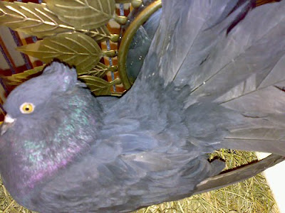 Black Fantail Pigeon