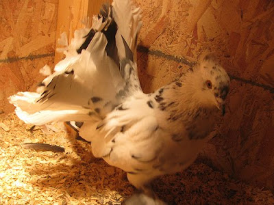 white fantail doves