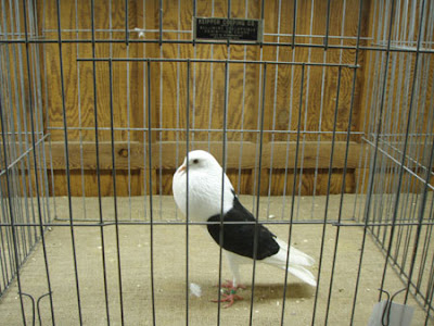 Voorburg Shield Cropper Pigeon