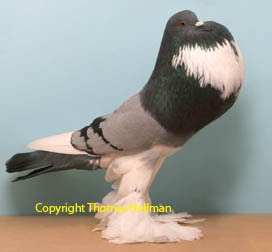 pomeranian pouter pomeranian pouter pigeon pictures encyclopedia of pigeon breeds pomeranian pouter pomeranian pouter pigeon pictures encyclopedia of pigeon breeds