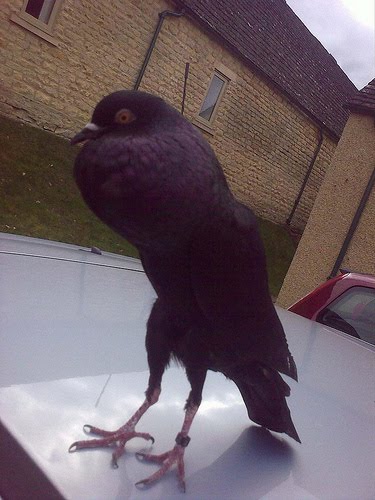 Doves For Sale >> Brunner Pouter Pigeon Pictures ~ ENCYCLOPEDIA OF PIGEON BREEDS Doves For Sale >> Brunner Pouter Pigeon Pictures ~ ENCYCLOPEDIA OF PIGEON BREEDS