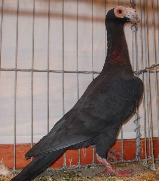 English Carrier Pigeon ENCYCLOPEDIA OF PIGEON BREEDS
