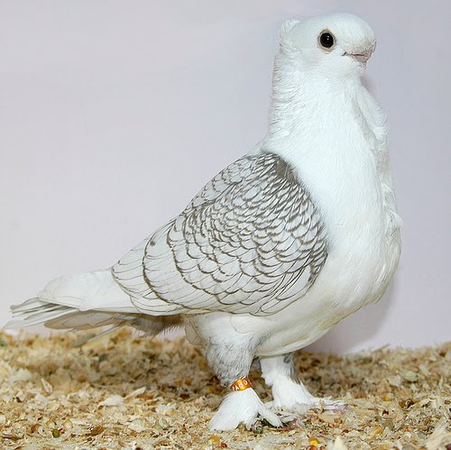 pigeon breeders