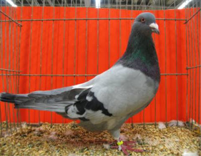 Romer Runt Pigeon