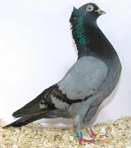 serbian high flyer pigeon encyclopedia of pigeon breeds persian high flyer pigeons