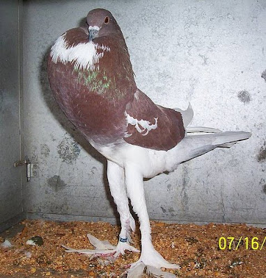 English Pouter Pigeon