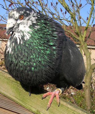 Deportivo Pouter Pigeon