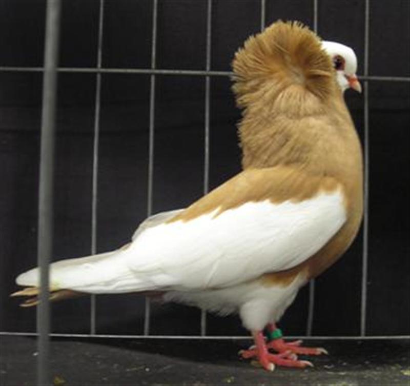 Komorner Tumbler Pigeon Pictures | Felegyhazer Tumbler ...